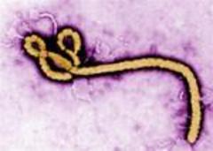 the fight back against ebola